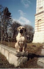 KI-IKA на прогулке